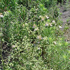 phacelia ramossissima var. latifolia